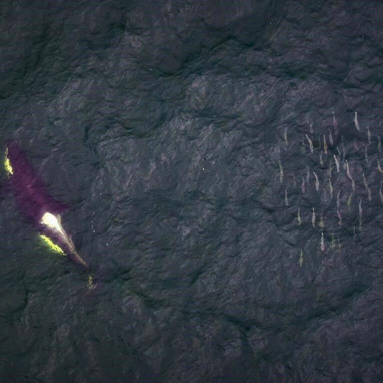 B.C. trawlers dump thousands of salmon, depleting orcas' food source: wildlife group